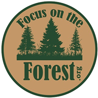 Focus on the Forest